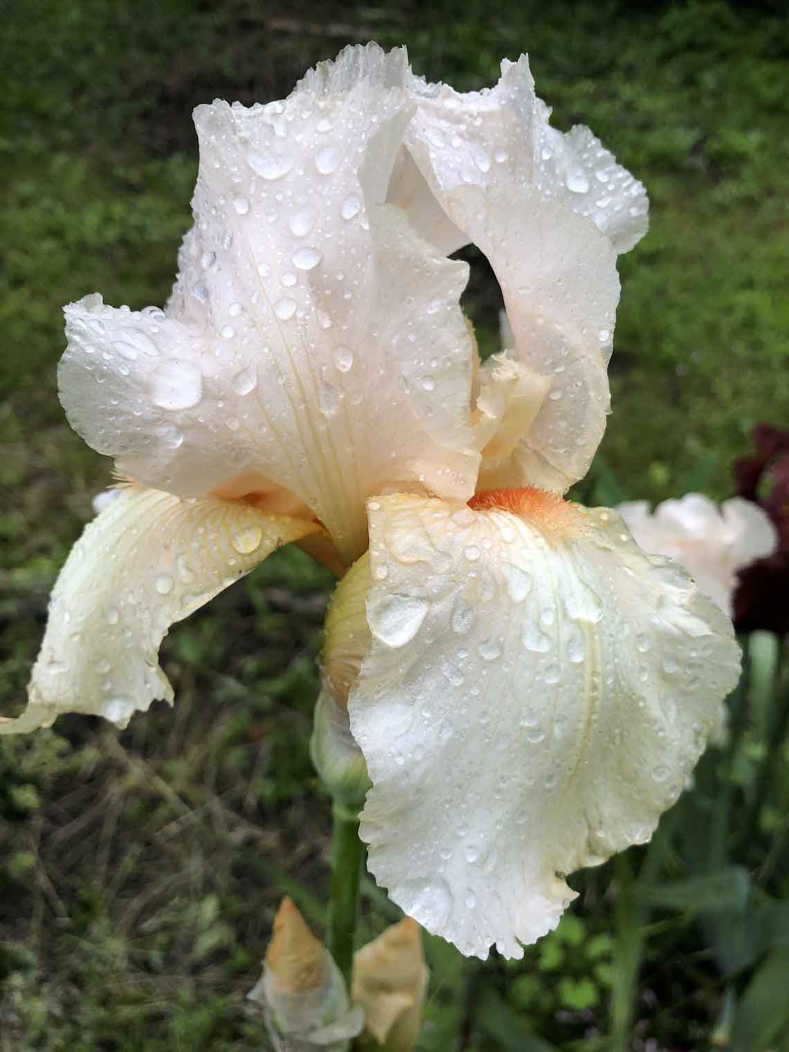 iris orangebis